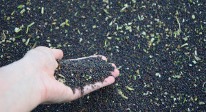 [19 lutego 2026] Ceny zbóż stoją w miejscu. Delikatnie podrożał rzepak