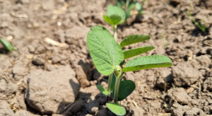 Siew soi na południu Polski już ruszył. Dlaczego warto na nią postawić?
