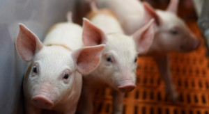 Produkcja wieprzowiny pod presją umów handlowych. To nie koniec problemów