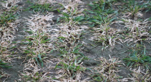 Oziminy pod presją chorób grzybowych. Czy będzie problem z pleśnią śniegową?