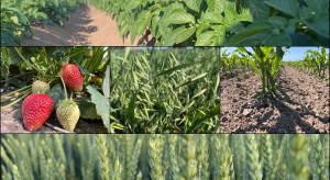 Integrowana Produkcja 2026: mniej formalności, 14 dni na zgłoszenie i ponad 60 metodyk w systemie