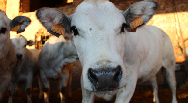 3 ogniska pryszczycy na Cyprze. 13 tys. zwierząt może zostać ubitych