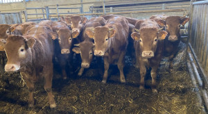 [25.02] Ceny bydła stabilne od miesiąca. Różnice w podaży zależne od regionu