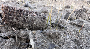 Siewki w stresie, ale żywe. Pszenica po kukurydzy ma potencjał