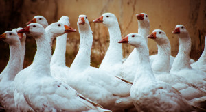 Wysoce zjadliwa grypa ptaków w polskim centrum hodowli gęsi. Co dalej z unikalną genetyką?