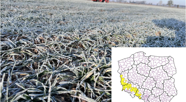 Wybrane powiaty z możliwością nawożenia azotowego. Kiedy nawozy w pozostałych regionach i kiedy można stosować obornik?