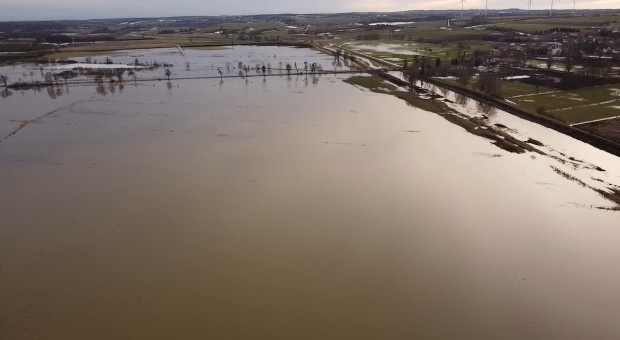 Żuławy znów pod wodą. "Jeżeli ta woda będzie się utrzymywała, to z tych zasiewów już nic nie zostanie"