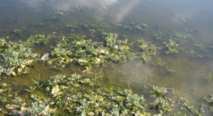 Co dzieje się z rzepakiem, gdy za długo jest pod wodą?