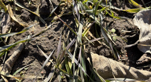 Fioletowe i żółte przebarwienia na liściach zbóż. Dlaczego?