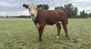 Ceny bydła rzeźnego delikatnie w dół. Cielęta i odsadki nadal w cenie