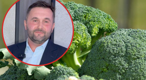 33 tys. roślin na hektar. Brokuł to niełatwy biznes