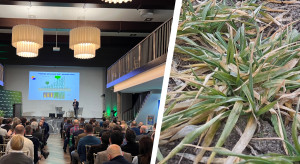 Ocena ozimin, strategia ochrony roślin i prognozy cen na 2026 rok. Rolnicy przygotowani do sezonu