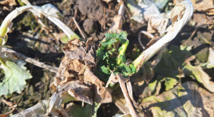 Rzepak bez liści po zimie. Na jakie straty plonu należy się nastawić?