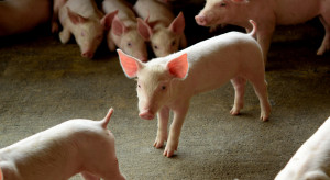 Parzybut: Czy mięso z duńskiego warchlaka nadal jest polskie? Celem ograniczenie importu