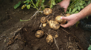 Plantatorzy ziemniaka w coraz gorszej sytuacji. Ekspert o głównych przyczynach kryzysu