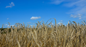 Jaki będzie rynek zbóż w 2026 roku? Prognoza eksperta