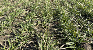 Duet kluczowych mikroelementów dla zbóż. Potrzebne już od wczesnej wiosny