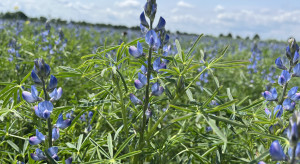 Najważniejsze zasady siewu gatunków bobowatych. Te zabiegi zwiększą plon