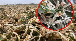 Rzepak słabo odbudowuje rozetę. Kiedy będzie można ruszyć z nawożeniem dolistnym?