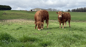 Buhaj kupiony za 250 tys. zł. "Ma wszystko, czego szukamy w byku"
