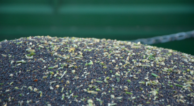 Czy embargo na zboża z Ukrainy zostanie zniesione? W tle 10 proc. cła ukraińskie na nasiona oleiste