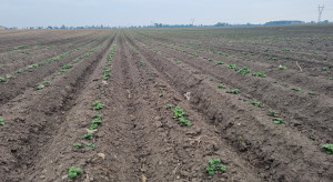 Ziemniaczana niepewność. Kto zasadzi w tym roku mniej, a kto utrzyma areał?