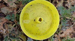 Chowacze wracają na rzepak mimo zabiegów. W żółtych naczyniach odławia się także słodyszek