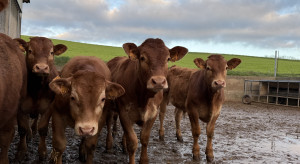 Ceny bydła stabilizują się po spadkach. Podaż w tym tygodniu wyraźnie niższa