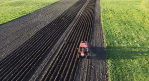 Kiedy sadzić ziemniaki? Istnieje jedna złota zasada