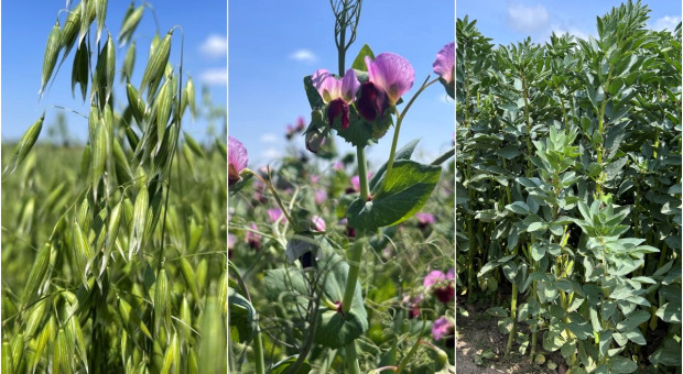 Czy w 2026 r. rolnik nie otrzyma dopłat IPR do owsa, pszenżyta, bobiku, grochu, łubinów i wielu innych gatunków?