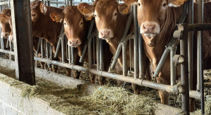 Stanowisko branży ws. wołowiny z Mercosur. Zasada wzajemności musi być stosowana