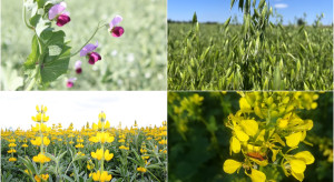 MRiRW potwierdza: Nie będzie dopłat do nowych gatunków w ramach ekoschematu IPR w 2026 roku