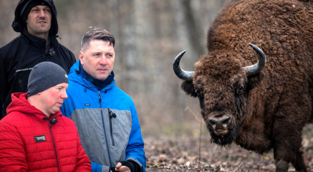 1500 sztuk i 6 mln zł strat w uprawach. Żubry niszczą uprawy, odszkodowania nie wystarczają