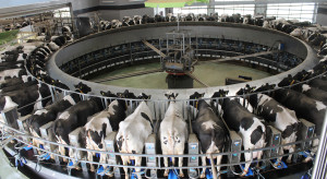 To największy producent mleka w Polsce. Jak radzi sobie z kryzysem?