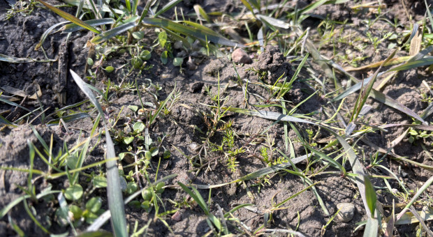 Do kiedy można odchwaszczać zboża ozime wiosną?