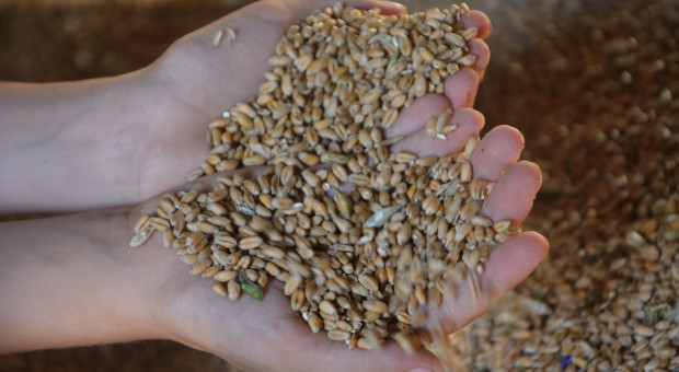 Ogromne zapasy zbóż przed żniwami. Ceny nadal niskie