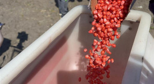 Materiał siewny kukurydzy. Ile kosztuje i czy da się jeszcze kupić topowe odmiany?
