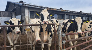 O trudnej sytuacji na rynku mleka na AGRIFISH. Czy będą rekompensaty dla hodowców krów mlecznych?