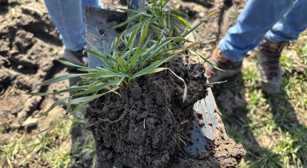 Zboża ozime nie śpieszą się z rozwojem. W jakiej są kondycji? Dlaczego żółkną?