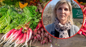 80 gatunków warzyw i sprzedaż bez pośredników. „Wszystko, co wyprodukuję, sprzedaję”