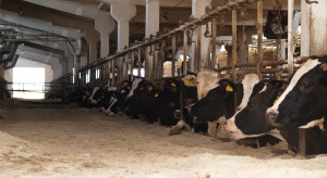 Bielenie obory. Samodzielnie czy wynająć firmę? Porównujemy efekt i koszty