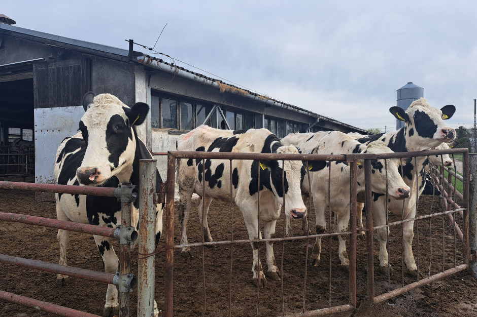 MRiRW podało stawki za ekoschemat Dobrostan zwierząt za 2025 r.