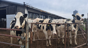 Znamy już stawki za ekoschemat Dobrostan zwierząt za 2025 rok