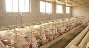 700 stad i ponad 100 tys. świń na minusie. Fatalny bilans marca