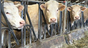 Poświąteczny zastój w skupach bydła. Ceny bez zmian [RAPORT Z 7 KWIETNIA]