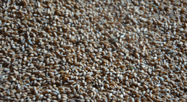 Jakie prognozy cen zbóż na najbliższy czas? Spodziewane niższe zbiory w sezonie 2026/2027