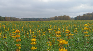 Groch i łubiny bez chwastów. Zobacz, jak odchwaszczać bobowate w sezonie 2026