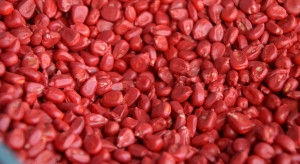 Do późnych siewów poleca się wybierać odmiany o niższym FAO