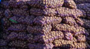 Ziemniaki za 0 euro. Takiego kryzysu nie było od lat