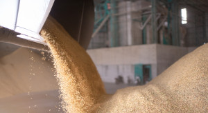 „Sprzedawać czy czekać?” Rolnicy utknęli ze zbożem w magazynach. Pytamy ich o plany